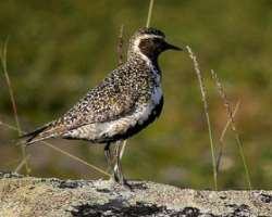 There are number of different species of the word There are number of different species of the word including dunlin, greenshank, and more. Also, there are birds of prey like buzzard and hen harrier i